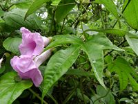 Ipomoea mauritiana all-t.JPG